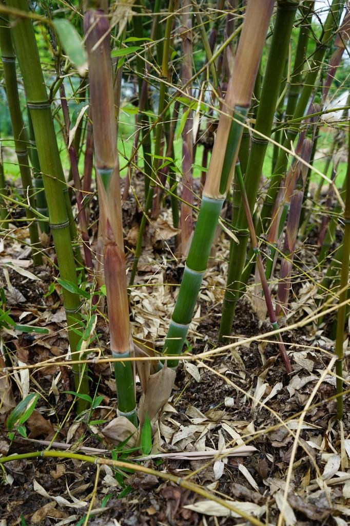 Zone 6 bamboo bambooweb.info